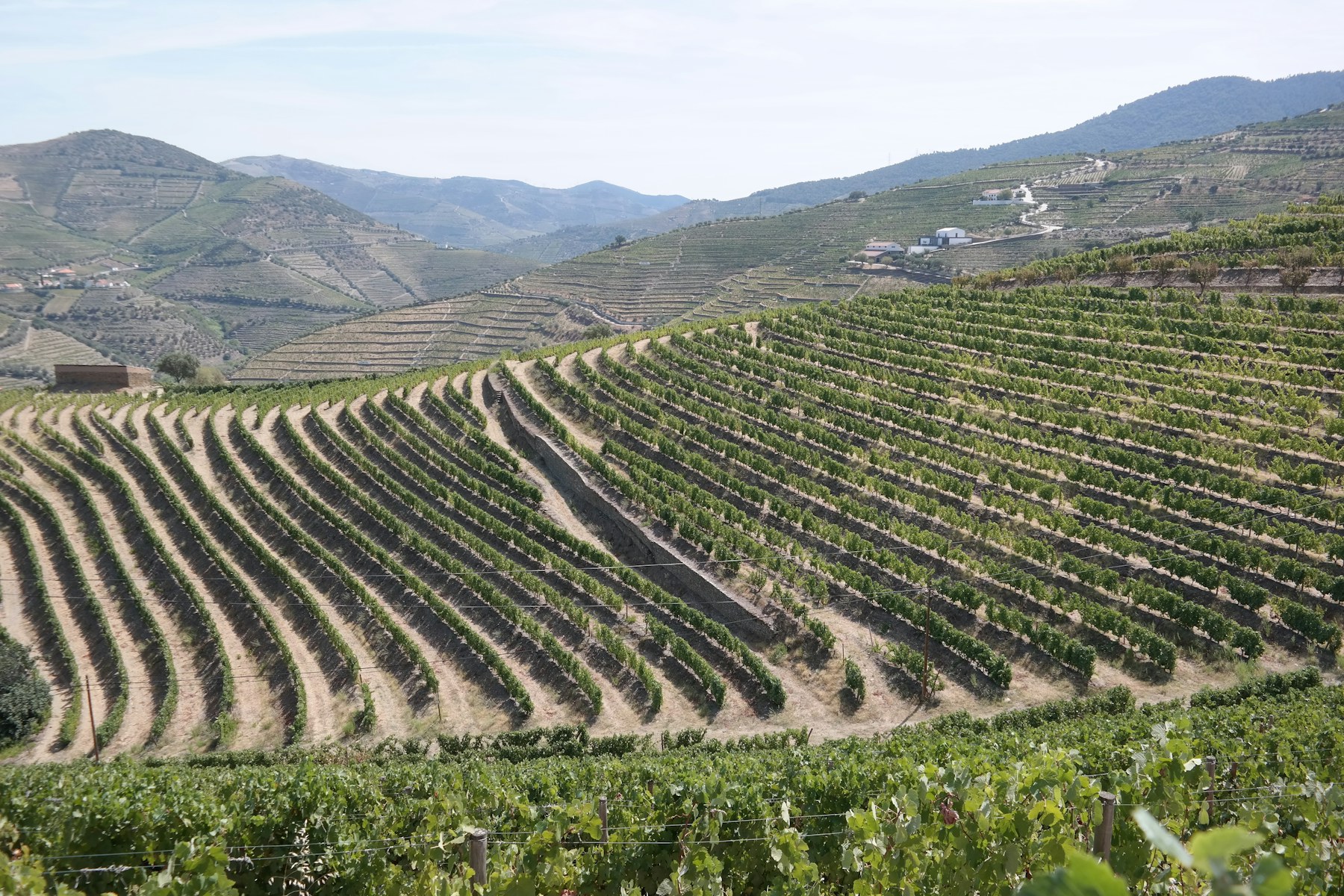 Terraced vineyards in northern Portugal